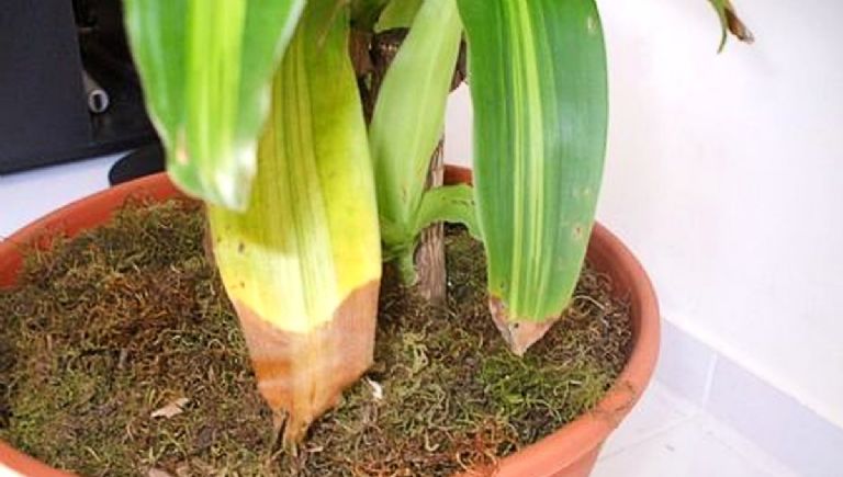 como-saber-si-mi-planta-necesita-mas-luz-6-senales-de-que-podrian-morir-pronto-HOJAS