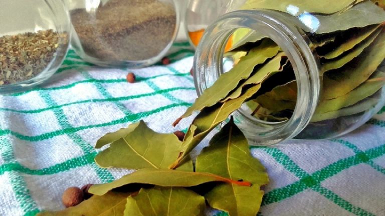 como-se-usa-el-laurel-para-ahuyentar-a-las-cucarachas-aca-te-damos-la-guia-basica-LAUREL