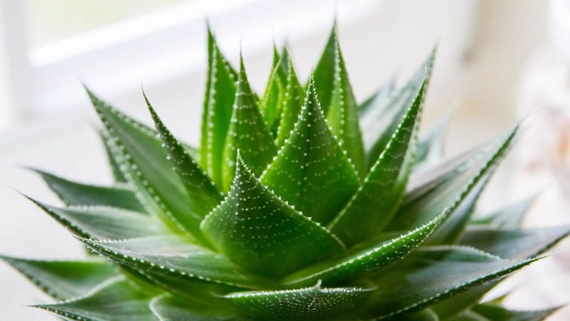 conoce-el-por-que-es-importante-que-en-tu-casa-tengas-una-planta-de-aloe-vera-la-sabila-una-planta-poderosa-para-alejar-las-malas-energias-531506