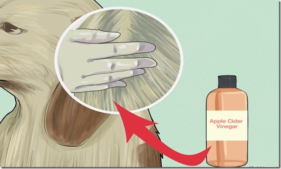 Conocias Esta Forma Eficaz y Natural de Eliminar Garrapatas con Vinagre ? vinagre de manzana contra garrapatas
