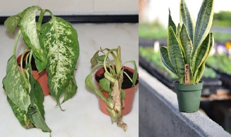 Consejos Para Revivir una Planta Seca que se está Muriendo consejos-para-revivir-una-planta-seca-que-se-esta-muriendo-Planta-Murcha-no-Vaso-3
