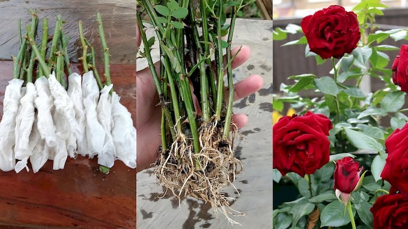 Cultiva Rosas a partir de Esquejes con este Truco de Papel Higiénico cultiva-rosas-a-partir-de-esquejes-con-este-truco-de-papel-higienico-rosa-pa