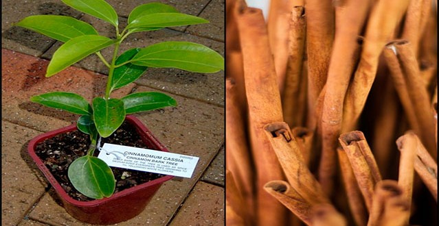 cultivar-canela-en-casa