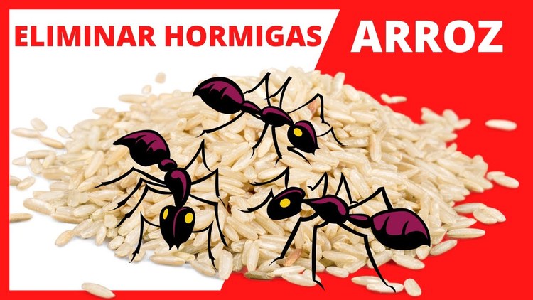 dile-adios-a-las-hormigas-en-casa-con-este-truco-del-arroz-ARROZ-HORMIGAS