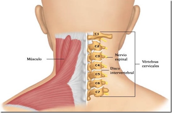 Ejercicios Para Realizar Desde o Antes de ir a la Oficina Para Prevenir el Dolor de Cuello dolores musculares cuello