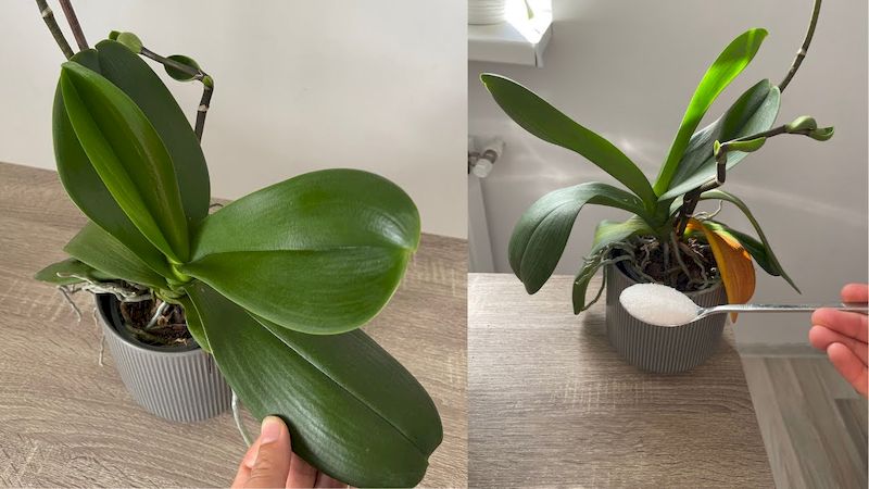 El Secreto para Cuidar la Orquídea en Casa sin que se Marchite el-secreto-para-cuidar-la-orquidea-en-casa-sin-que-se-marchite-ORKIDEA