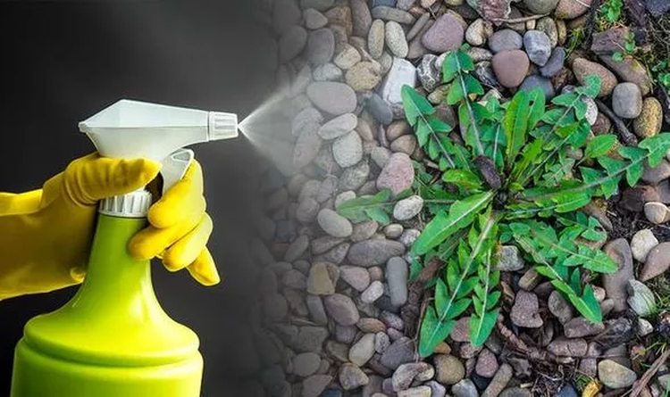 elimina-las-malas-hierbas-de-forma-natural-sin-utilizar-pesticidas-grava-plantas