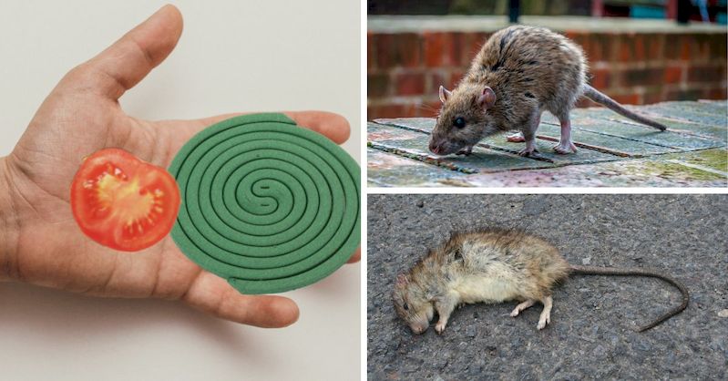 esta-es-la-mejor-manera-de-deshacerse-de-los-ratones-en-casa-rapidamente-y-para-siempre-RATA