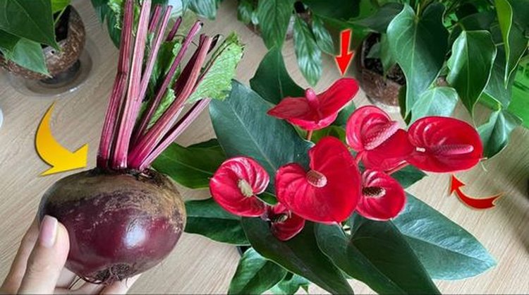este-fertilizante-natural-hara-que-florezca-una-avalancha-de-flores-en-cualquier-planta-REMOLACHA-COMO-ABONO