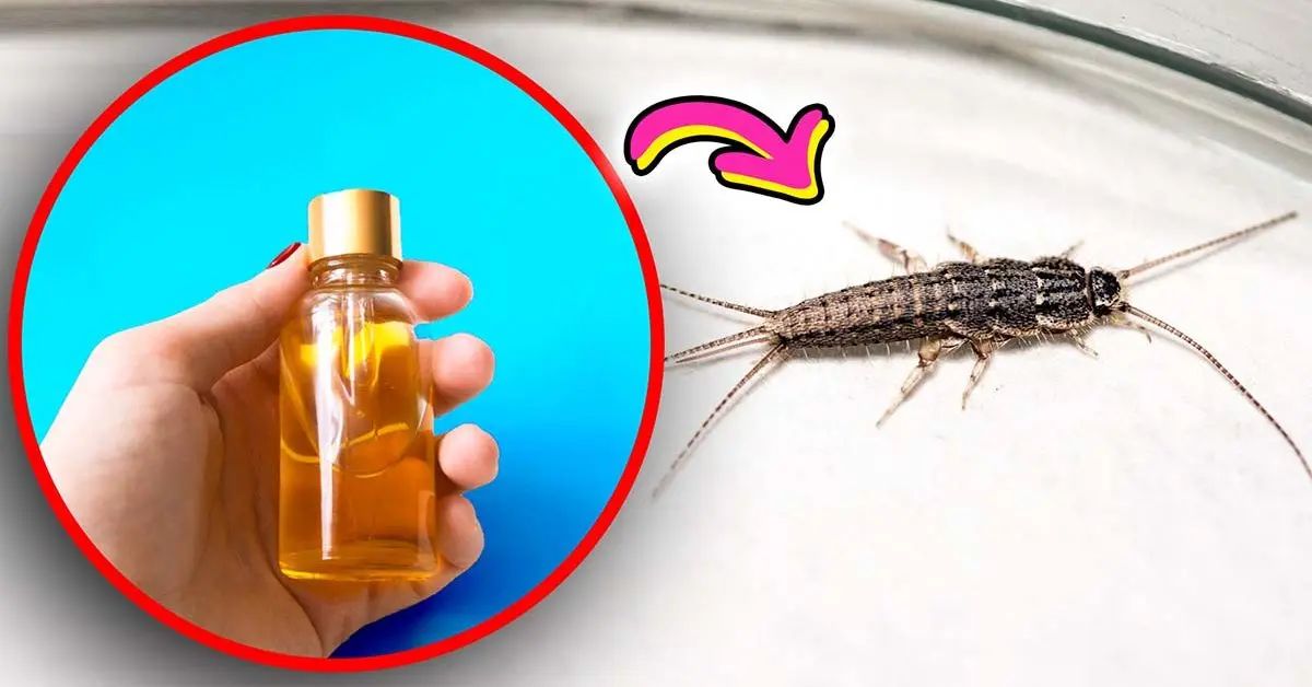 este-perfume-aleja-definitivamente-a-las-polillas-de-plata-y-hara-que-tu-bano-huela-bien-POLILLA