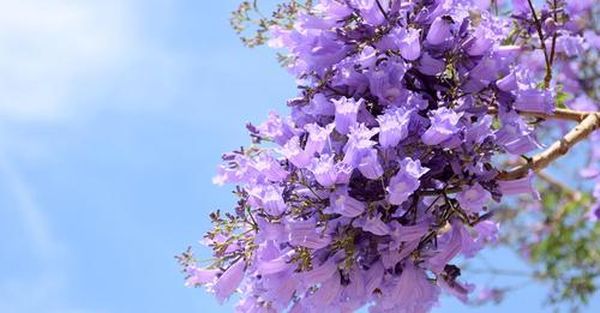 esto-es-lo-que-necesita-tu-arbol-de-jacarandas-para-que-de-muchas-flores-JACARANDA