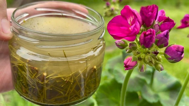 fertilizante-eficaz-para-una-floracion-exuberante-duradera-y-un-enraizamiento-rapido-agua-riego