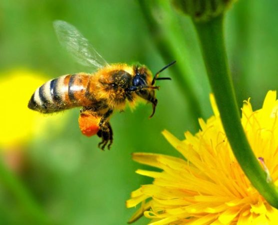 hay-cosas-que-es-mejor-no-saberlas-abeja-1-696x563-1