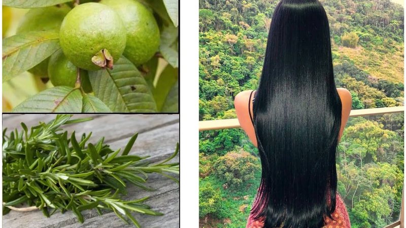 Fusiona estas dos Plantas y no Tendras una sola Perdida de Cabello y cero Estres infusion-de-romero-con-hojas-de-guayaba-para-caida-de-cabello-hoja-infusioni-copy