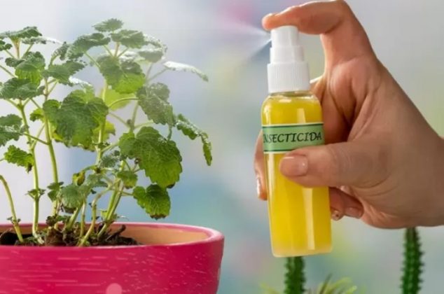 insecticida-casero-para-acabar-con-moscas-cucarachas-y-mosquitos-de-casa-insecticidad-casero-para-acabar-con-moscas-634x420-1