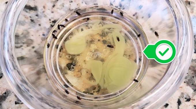 invasion-de-mosquitas-utiliza-vinagre-y-liquido-lavavajillas-para-deshacerte-de-ellas-VINAGRE
