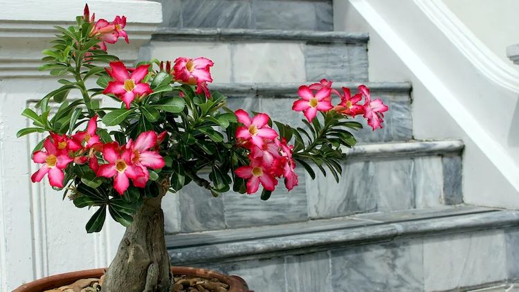 la-rosa-del-desierto-es-una-de-las-suculentas-que-llega-a-producir-flores-muy-hermosas-si-sabes-cuidarla-bien-f09f9889f09f9187-ROSADE