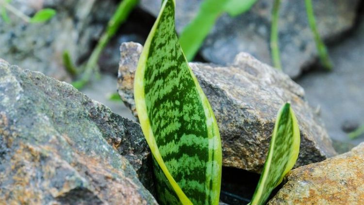 Lengua de Suegra o Lengua de Vaca, Conoce sus Beneficios y Propiedades lengua-de-suegra-o-lengua-de-vaca-conoce-sus-beneficios-y-propiedades-sansevieria-6563344_1280-3