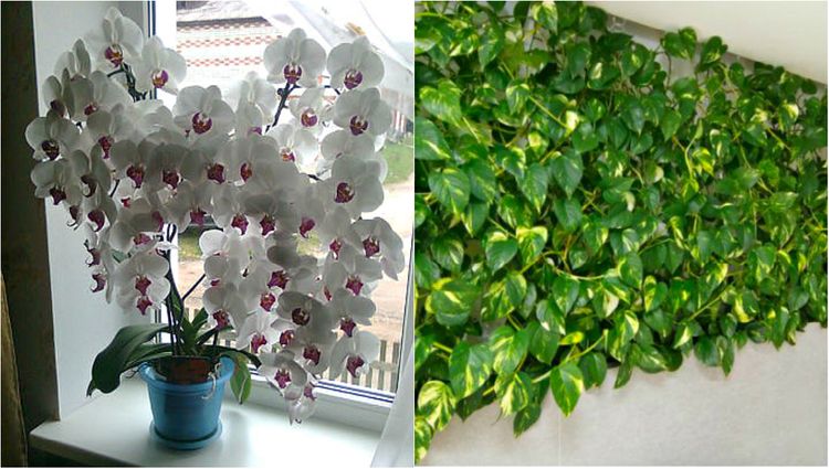 levadura-como-abono-abono-plantas