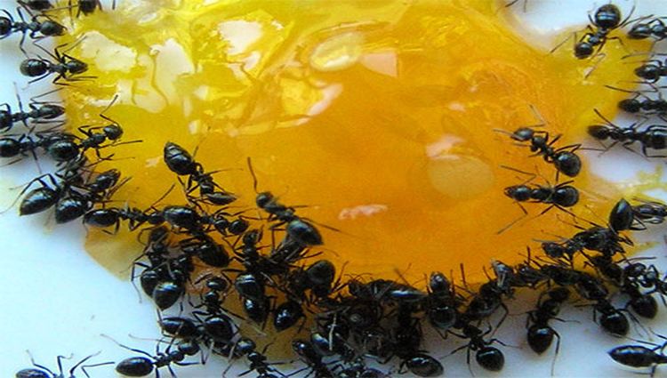 Método Casero y Natural Para Exterminar las Hormigas del Hogar metodo-casero-natural-exterminar-las-hormigas-del-hogar-eliminate-ants-naturally