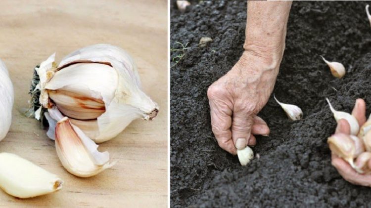 No Compres más Ajos, ¡Cultiva los Tuyos en tu Propia Casa! Es fácil en una maceta y te ahorrará dinero. no-compres-mas-ajos-cultiva-los-tuyos-es-facil-en-una-maceta-y-te-ahorrara-dinero-ajo_002