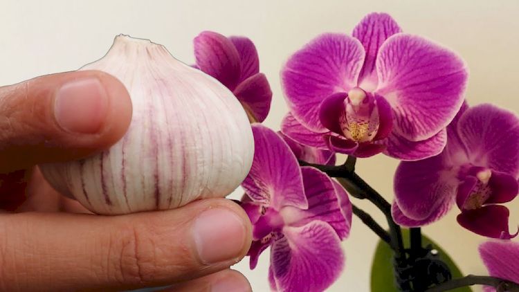 ¿No Puedes Hacer Florecer tus Orquídeas? El Ajo Podría ser la Respuesta que Buscas no-puedes-hacer-florecer-tus-orquideas-el-ajo-podria-ser-la-respuesta-que-buscas-AJO-ORQUIDEA2