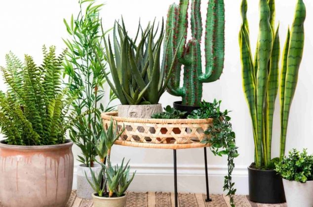ocho-plantas-para-proteger-tu-casa-de-envidias-malas-vibras-y-energias-plantas-para-proteger-la-casa-1-634x420-1