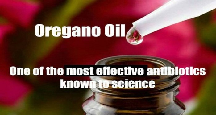 Orégano Silvestre, la Hierba Más Potente de la Tierra aceite de oregano