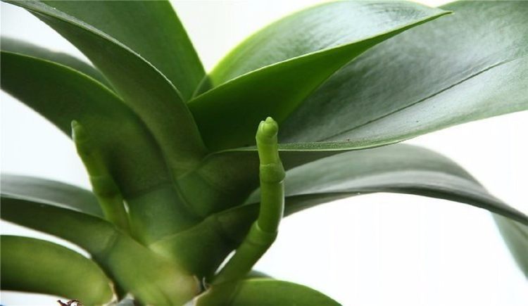 orquidea-no-florece-corregirlo-orquidea-no-florece