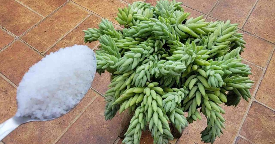 Planta Cola de Burro, Con este Ingrediente se Triplica en Dos Días ........🌱🌱 planta-cola-de-burro-con-este-ingrediente-se-triplica-en-dos-dias-f09f8cb1f09f8cb1-COLA-BURRO