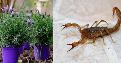 Plantas para ahuyentar a las Arañas, Hormigas, Mosquitos y Alacranes, y dónde ponerlas plantas-para-ahuyentar-a-las-aranas-hormigas-mosquitos-y-alacranes-y-donde-ponerlas-PLANTAS-INSECTOS
