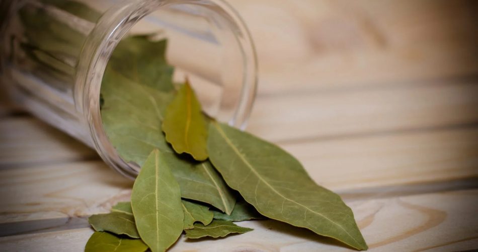 pon-la-hoja-de-laurel-en-el-refrigerador-mi-abuela-siempre-lo-hacia-descubre-por-que-y-como-laurel-nevera