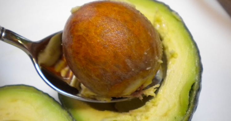 aguacate semilla