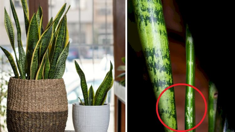 Por qué se "Enrollan" las Hojas de una Sansevieria y Cómo Solucionarlo por-que-se-enrollan-las-hojas-de-una-sansevieria-y-como-solucionarlo-por-que-se-cierran-las-hojas-de-la-sansevieria-lengua-de-suegra