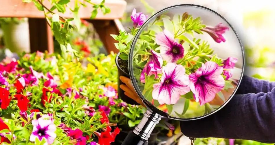 que-debes-revisar-antes-de-comprar-plantas-y-flores-la-senal-reveladora-de-que-pronto-se-marchitaran-flores