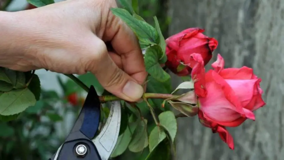 Rosas, Multiplícalas con el Truco del Tallo: todos los Floristas lo hacen y es muy fácil rosas-multiplicalas-con-el-truco-del-tallo-todos-los-floristas-lo-hacen-y-es-muy-facil-rosas-cortas