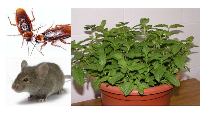 Si Colocas esta Planta en tu Hogar, Nunca mas Volverás a ver Ratas y Ratones si-colocas-esta-planta-en-tu-hogar-nunca-mas-volveras-a-ver-ratas-y-ratones-menta-contra-ratones