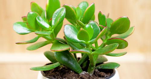 si-el-arbol-de-jade-tambien-es-uno-de-tus-favoritos-te-ensenamos-como-reproducirlo-con-solo-una-ramita-f09f8cb3f09f998cf09f8fbb-JADE