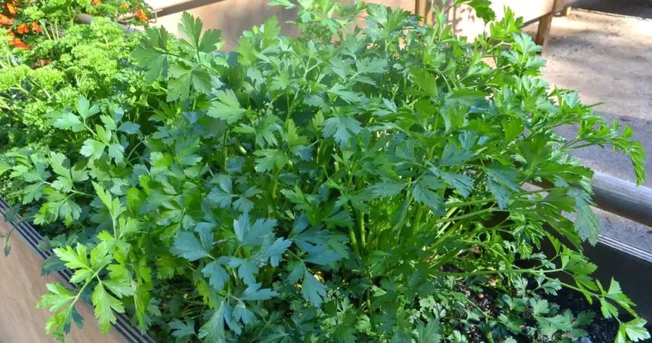 Todo lo que Necesitas Hacer Para Tener una Planta de Perejil Eterna y Abundante todo-lo-que-necesitas-hacer-para-tener-una-plantula-de-perejil-eterna-y-abundante-perejil-planta