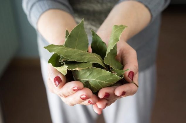 tres-trucos-con-hojas-de-laurel-para-eliminar-los-malos-olores-de-tu-casa-aromatizar-con-hojas-de-laurel-634x420-1