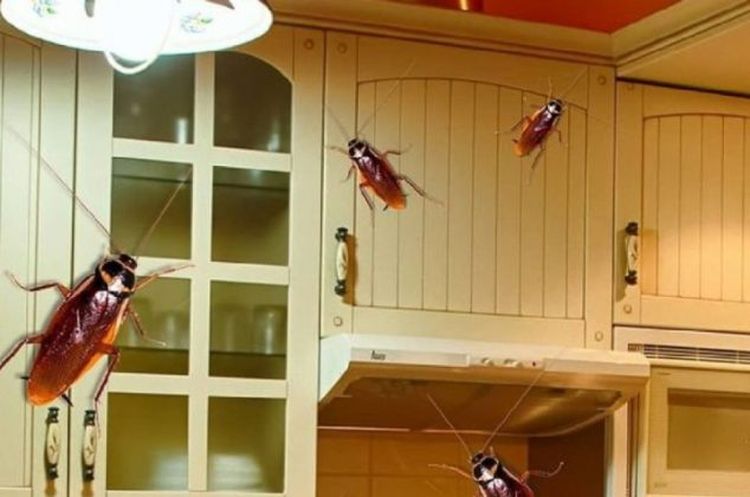truco-efectivo-para-eliminar-cucarachas-de-los-muebles-de-la-cocina-como-eliminar-cucarachas-de-la-cocina-634x420-1